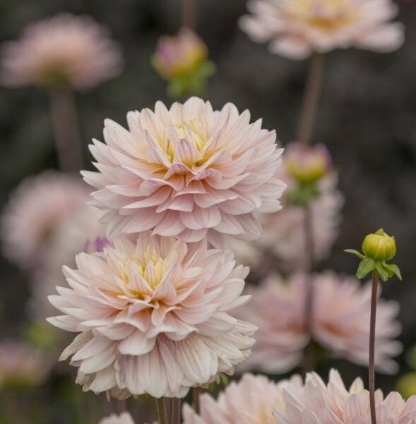 Koristedaalia-Dianas-Memory