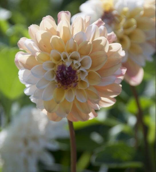 Koristedaalia-Double-Jill