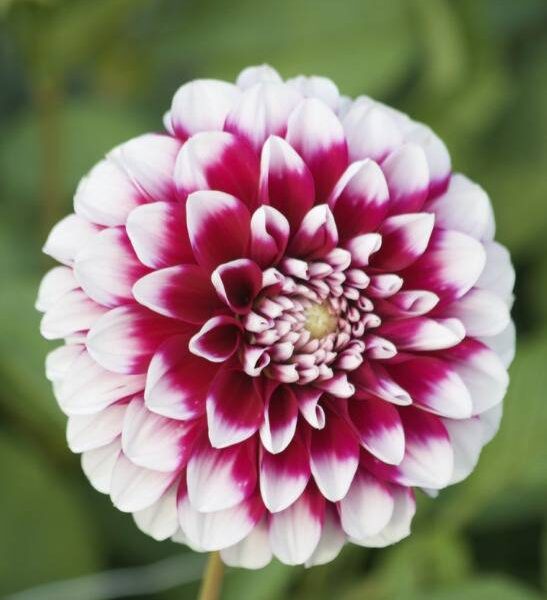 Koristedaalia-Edinburg