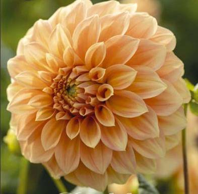 Koristedaalia-Garden-Jubilee