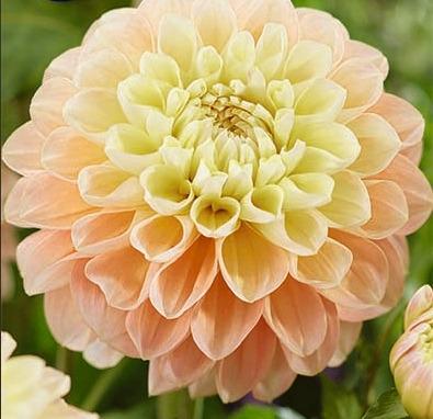 Koristedaalia-Honey-Dew