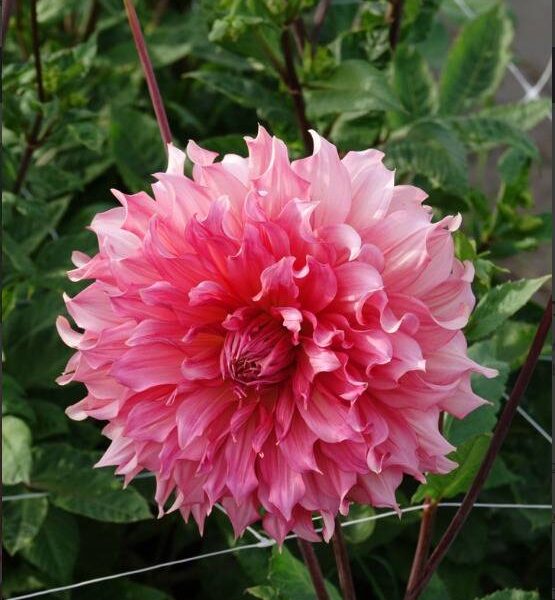 Koristedaalia-Islander