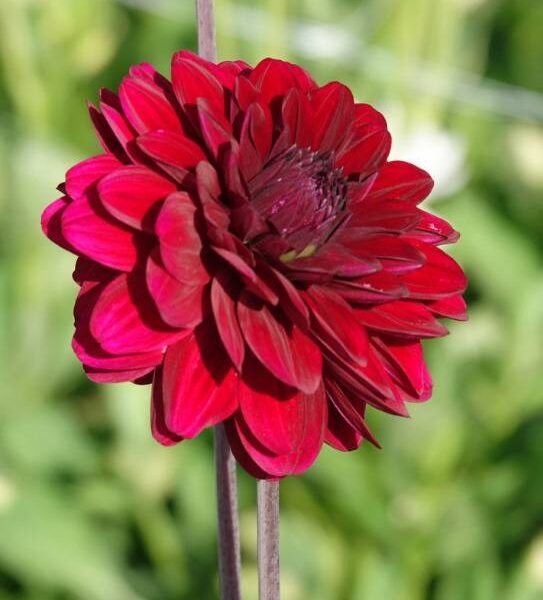 Koristedaalia-Karma-Naomi