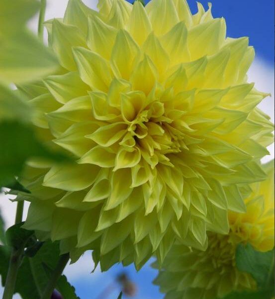 Koristedaalia-Kelvin-Floodlight