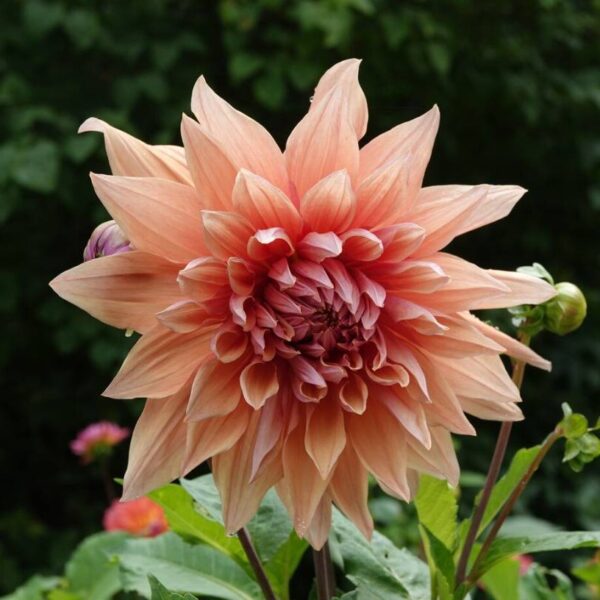 Koristedaalia-Mango-Madness