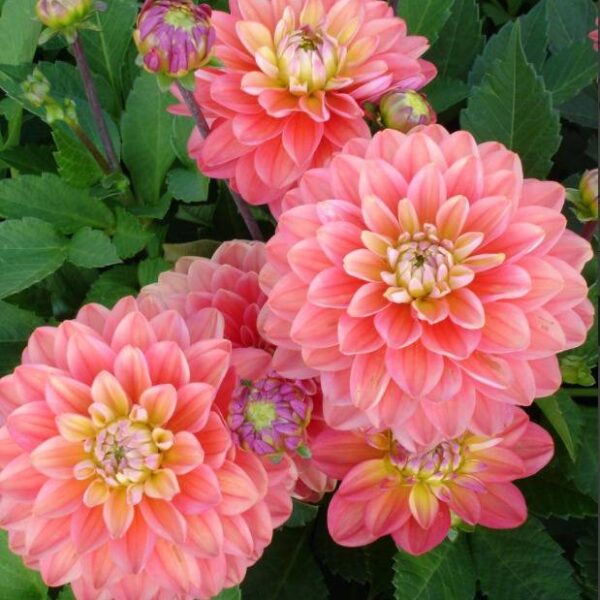 Koristedaalia-Melody-Allegro