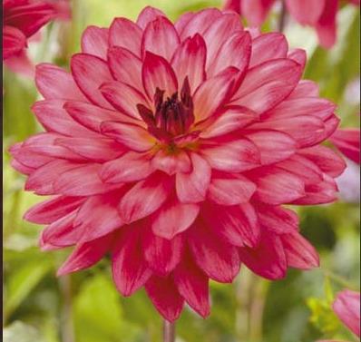 Koristedaalia-Ocean-of-Love