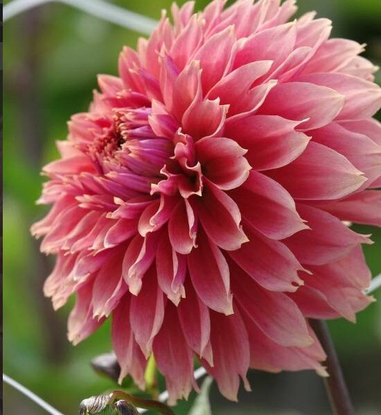 Koristedaalia-Orange-Fubuki