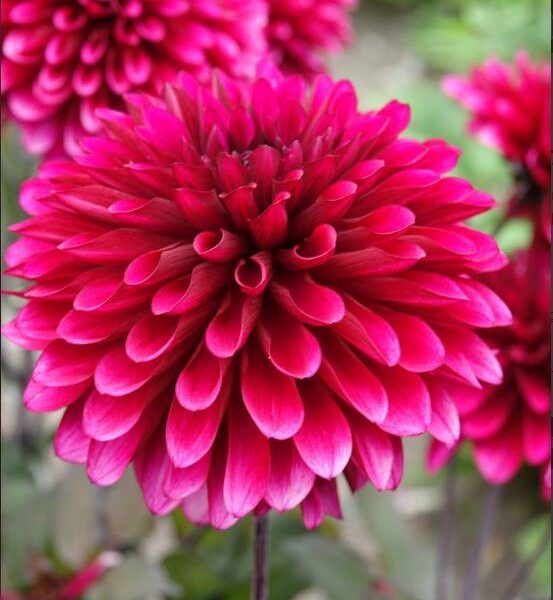 Koristedaalia-Purple-Flame