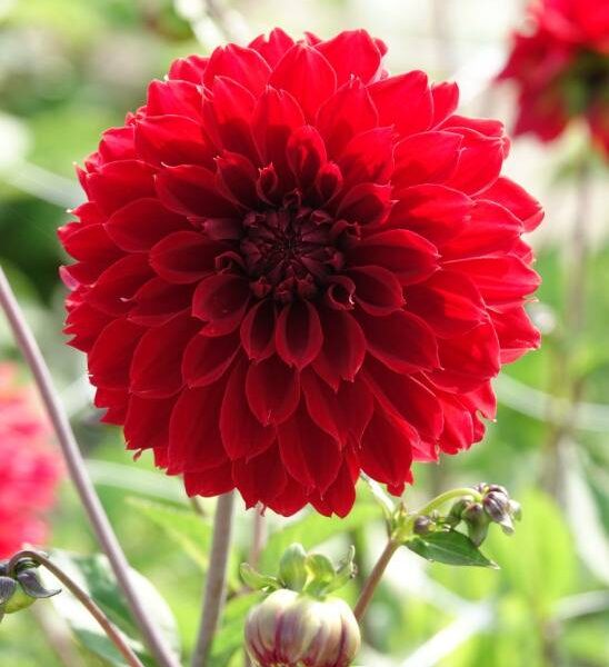 Koristedaalia-Red-Fubuki