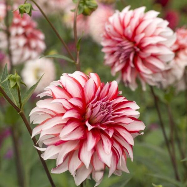 Koristedaalia-Santa-Claus