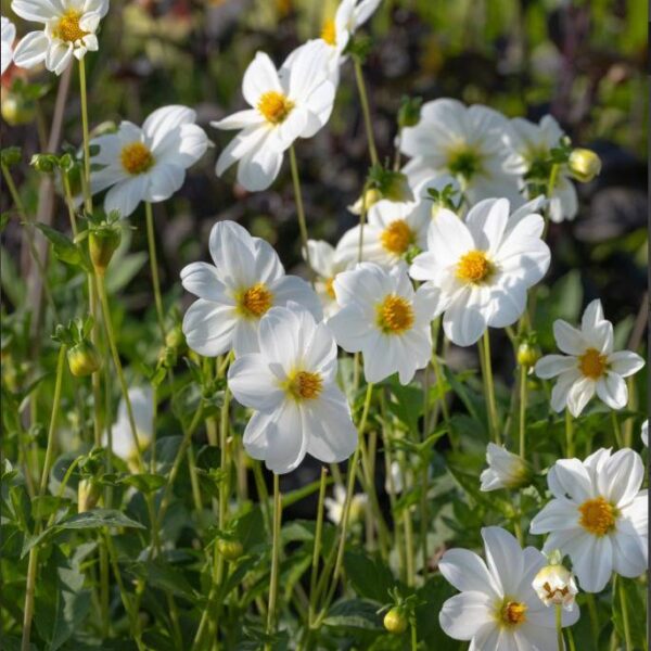 Koristedaalia-Sneezy