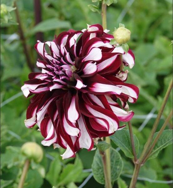 Koristedaalia-Tartan