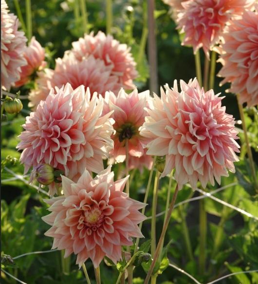 Koristedaalia-Tyrell