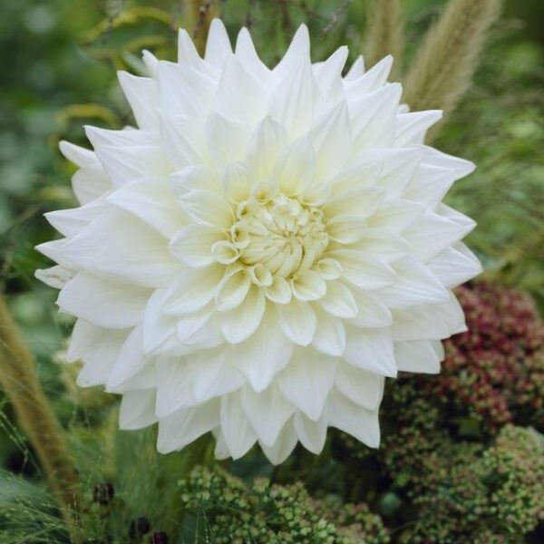 Koristedaalia-White-Perfection