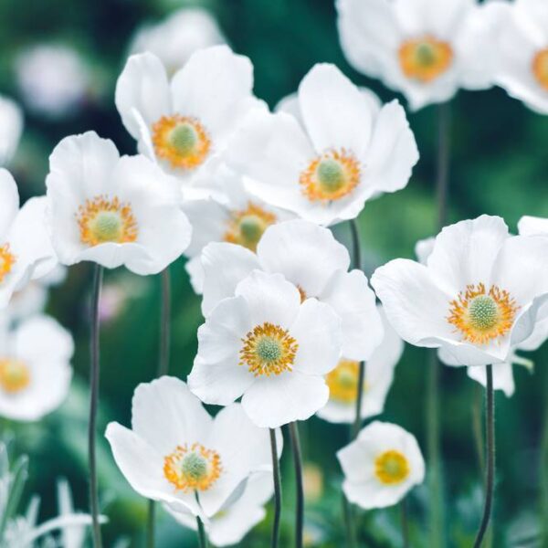 Kruunuvuokko-Coronaria-Bride