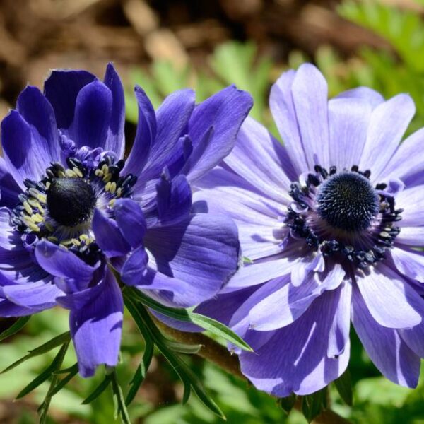 Kruunuvuokko-Lord-Lieutenant