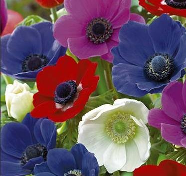 Kruunuvuokko-The-Caen-Mixed