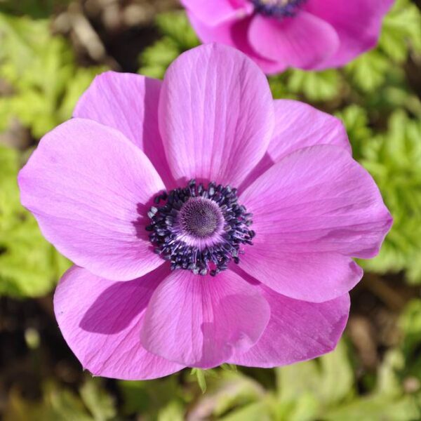 Kruunuvuokko-The-Caen-Pink