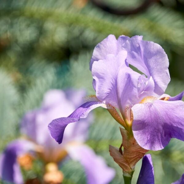 Kurjenmiekka-Florentina