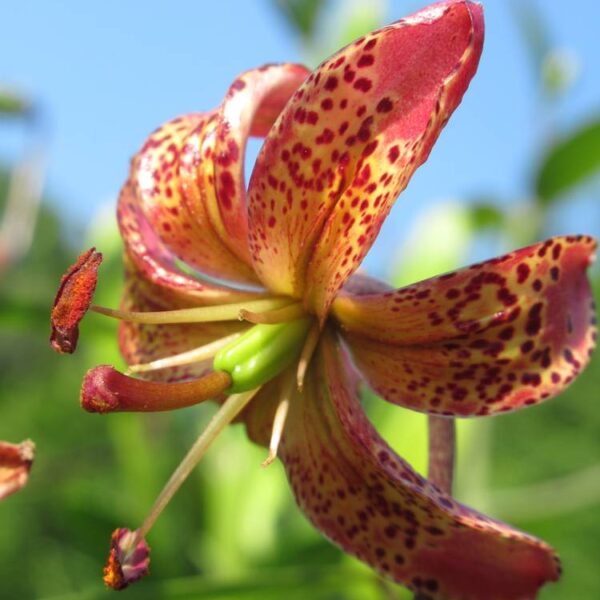 Lilja-Manitoba-Morning