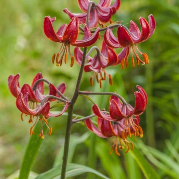 Lilja-Martagon-Claude-Shride