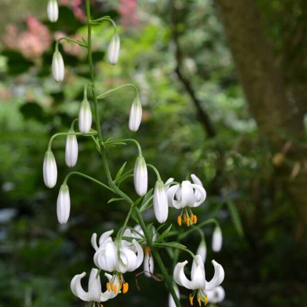 Lilja-Martagon-Snowy-Morning