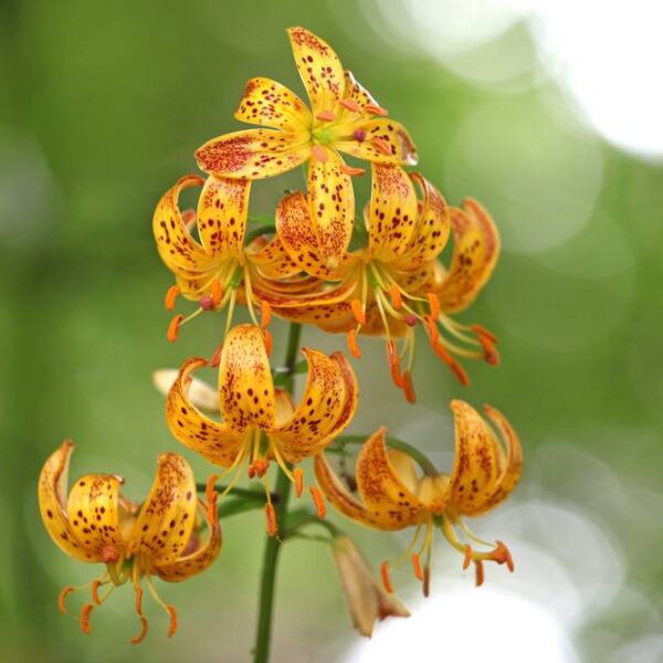 Lilja-Martagon-Sunny-Morning