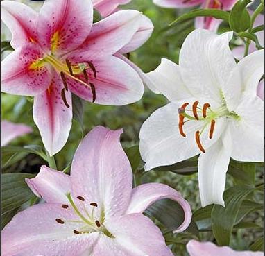Lilja-Oriental-Mixed