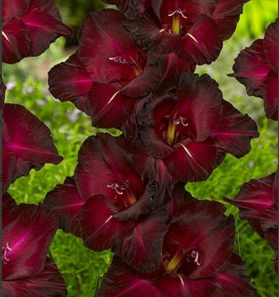 Miekkalilja-Black-Surprice