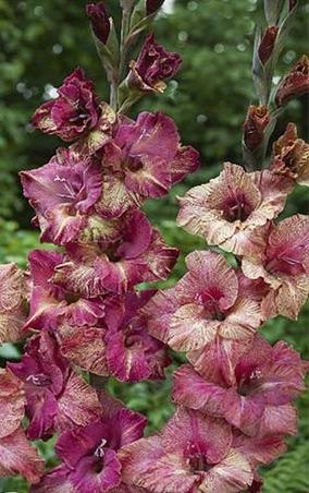 Miekkalilja-Brunette-