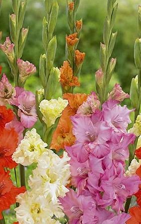 Miekkalilja-Frizzle-Mixed