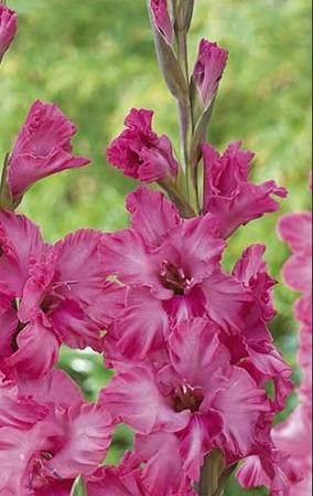 Miekkalilja-Kingston-Ruffle