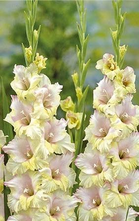 Miekkalilja-Mon-Amour