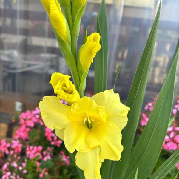 Miekkalilja-Nova-Lux