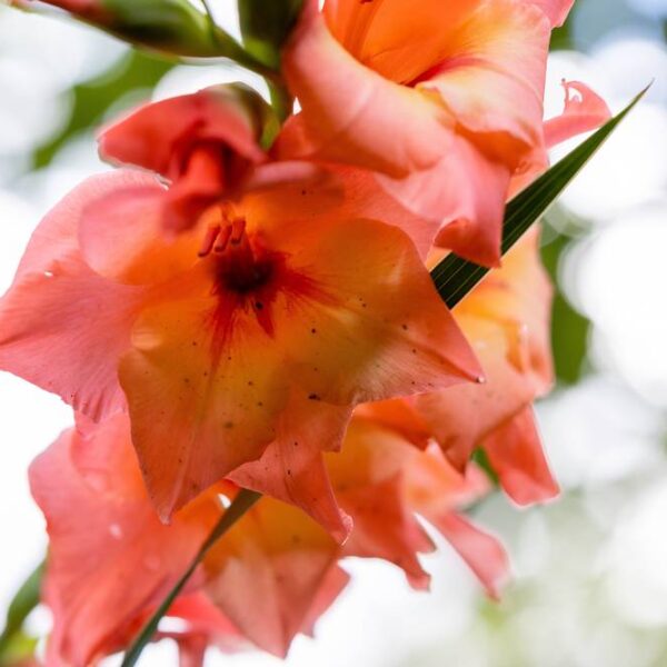 Miekkalilja-Peter-Pears