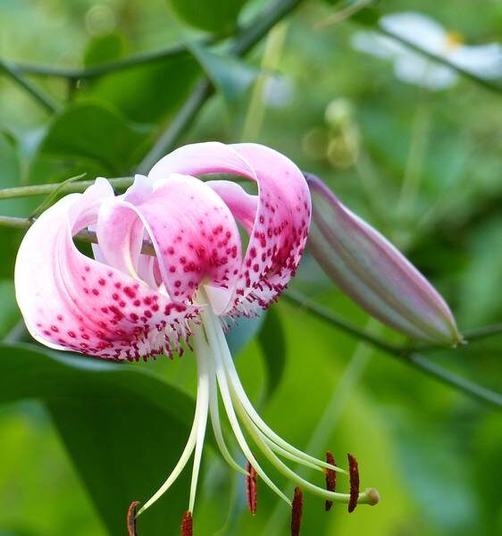 Orkidealilja-Spec-Rubrum