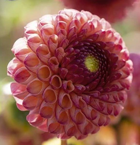 Pallodaalia-Burlesca