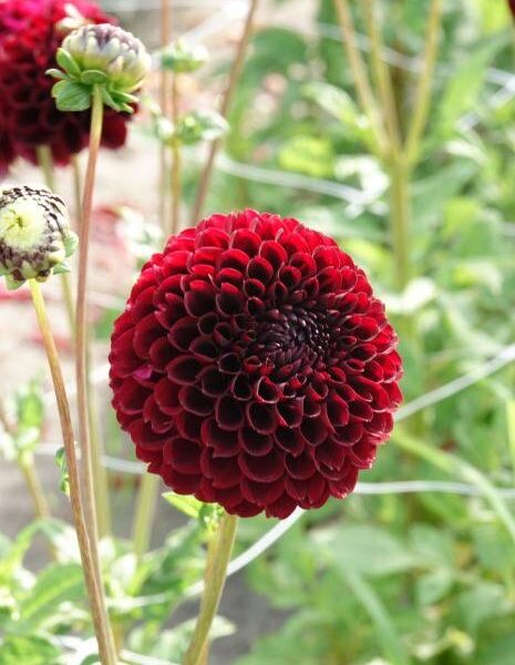 Pallodaalia-Jowey-Mirella