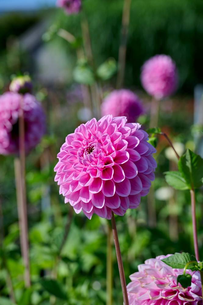 Pallodaalia ‘Sweet Fabienne’ 1 kpl/pss