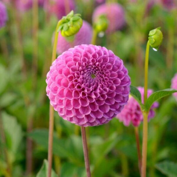 Pompondaalia-Franz-Kafka