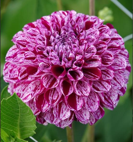 Pompondaalia-Marble-Ball