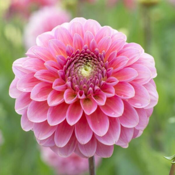 Pompondaalia-Pink-Runner