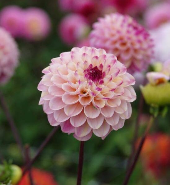 Pompondaalia-Wine-Eyed-Jill