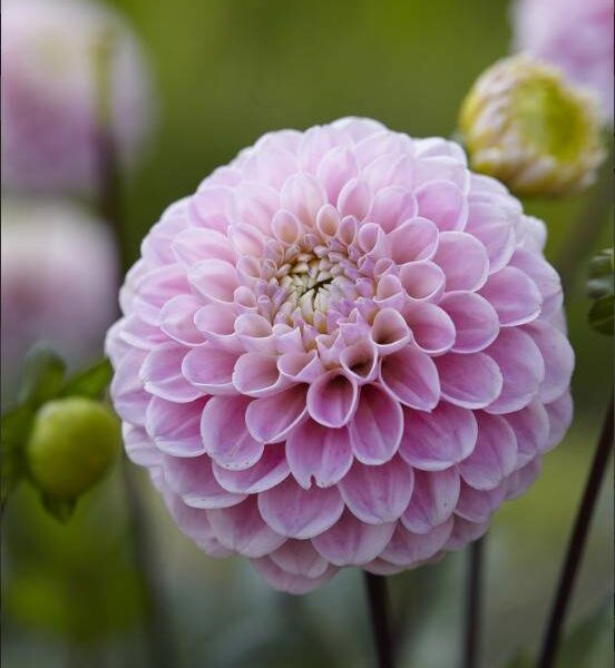 Pompondaalia-Wizard-of-Oz