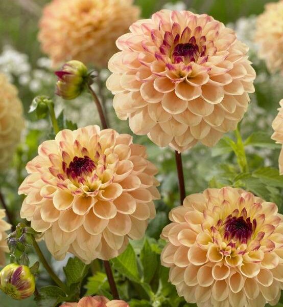 Pompondaalia-Yellow-Jill