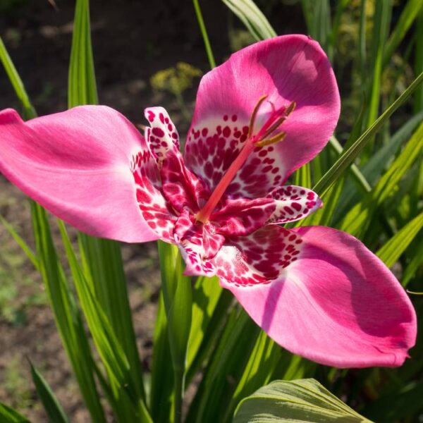 Tiikerikukka-Lilacea