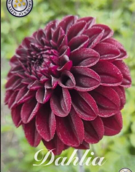 Daalia-Isas-Darkness