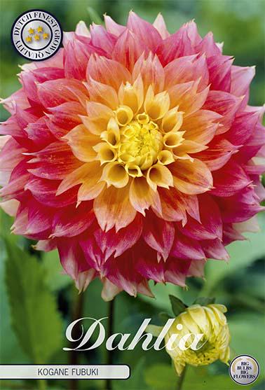 Daalia-Kogane-Fubuki