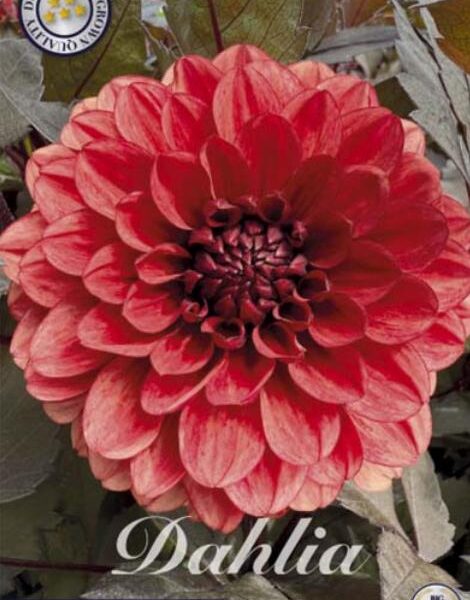 Koristedaalia-Orient-Express